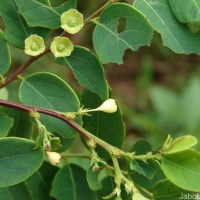 Phyllanthus retusus Dennst.